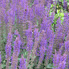 Purple loosestrife