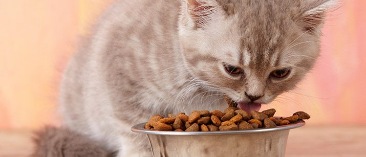 best-grain-free-cat-foods