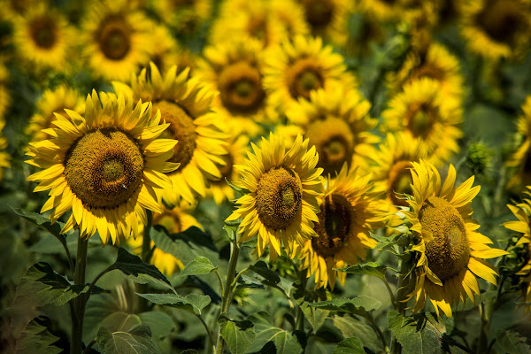 Il calore del Girasole di samuele.laurenzi