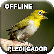 Suara Burung Pleci Gacor mp3  Icon