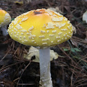 American Fly Agaric, yellow variety