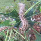 Rose-myrtle Lappet Moth Caterpillar