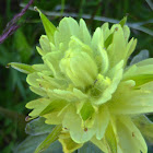 Yellow Paintbrush