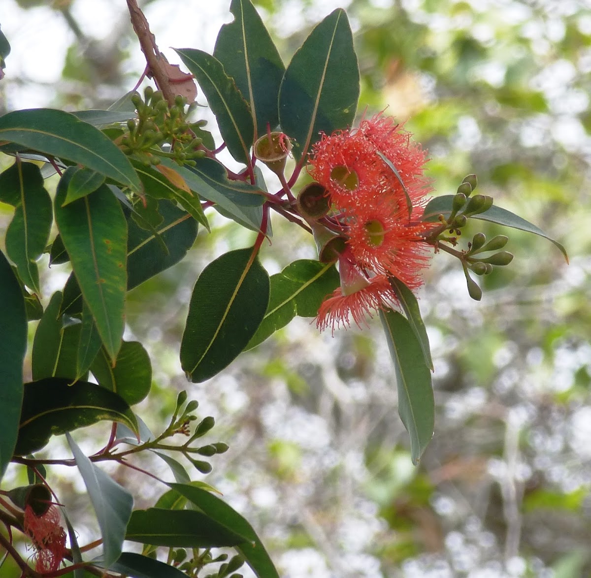 Gum tree