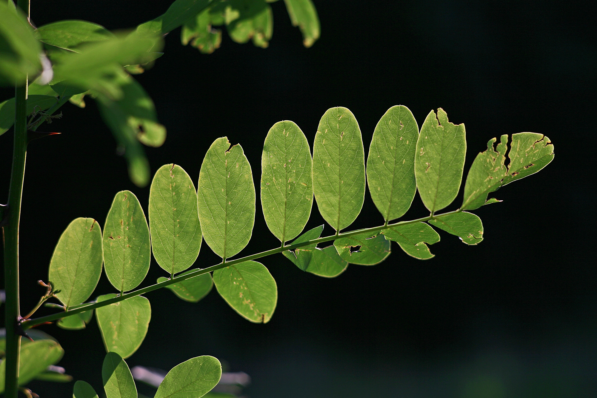 Leaves di Pinco_Pallino