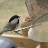 Black-Capped Chickadee