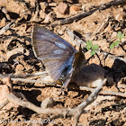 Long-tailed Blue