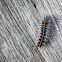 Caterpillar