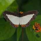 Azanoides Metalmark