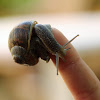 Garden snail