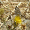 Checkered skipper