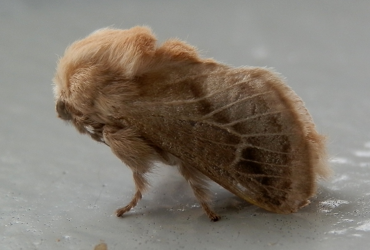 Pale Cup Moth