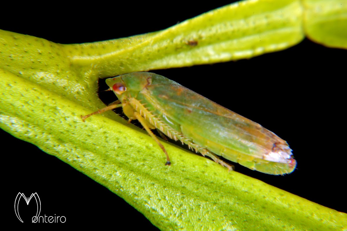 Leafhopper