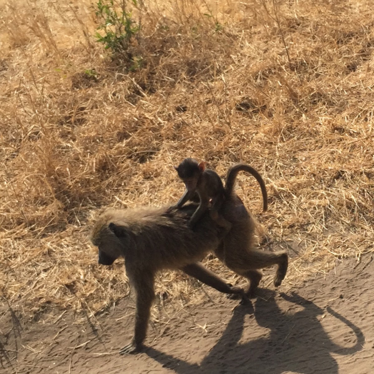 Yellow Baboon