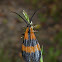 Banded Net-wing