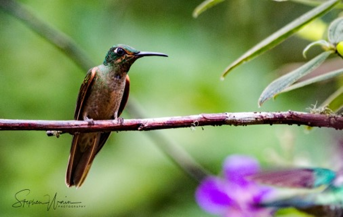 Fawn breasted Brilliant Hummingbird