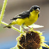 Lesser Goldfinch