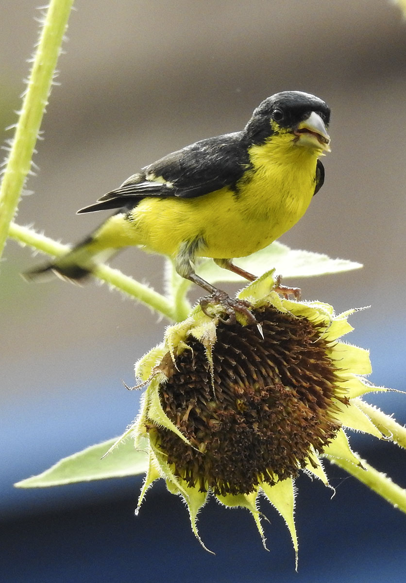 Lesser Goldfinch