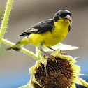 Lesser Goldfinch