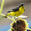 Lesser Goldfinch