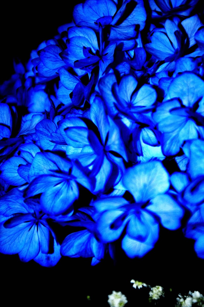 hydrangeans di an