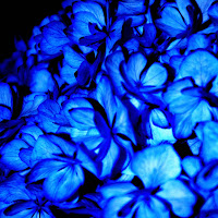 hydrangeans di 