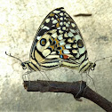 Lime Swallowtail