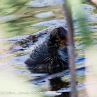 Coot chick; Focha Común