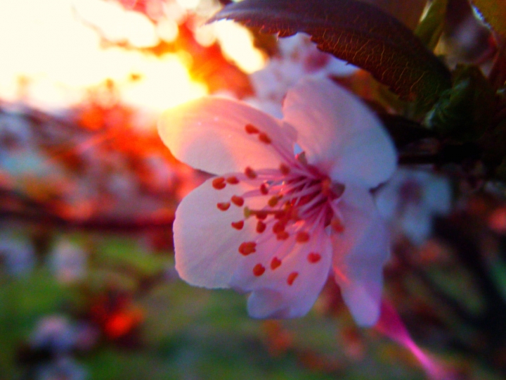 Fiore dell' Alba di Valda