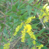 golden rod