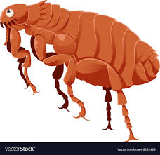 Image result for cartoon fleas