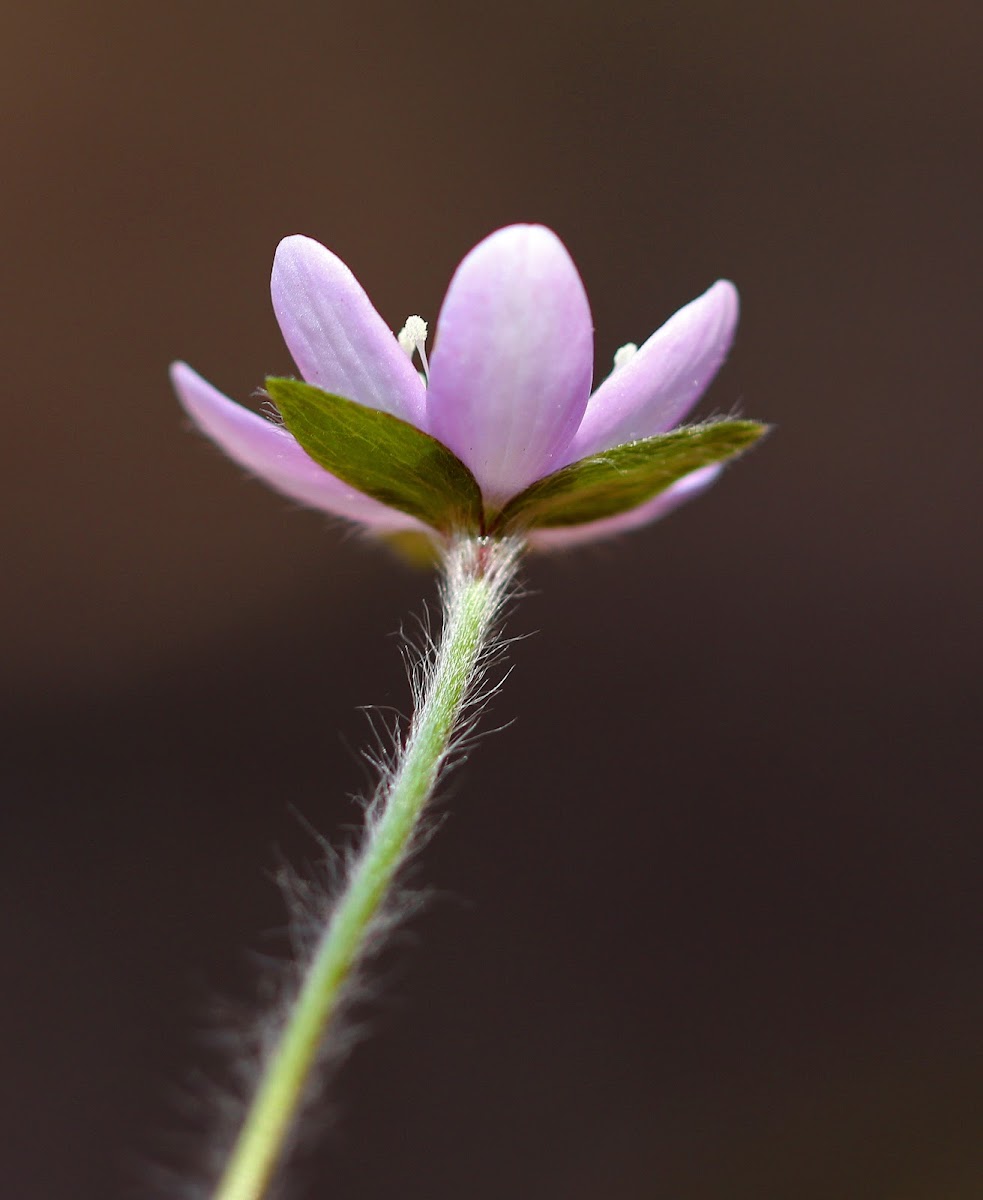 Sharp-Lobed Hepatica