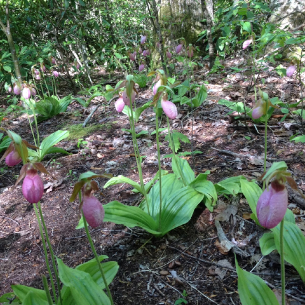 Pink lady slippers