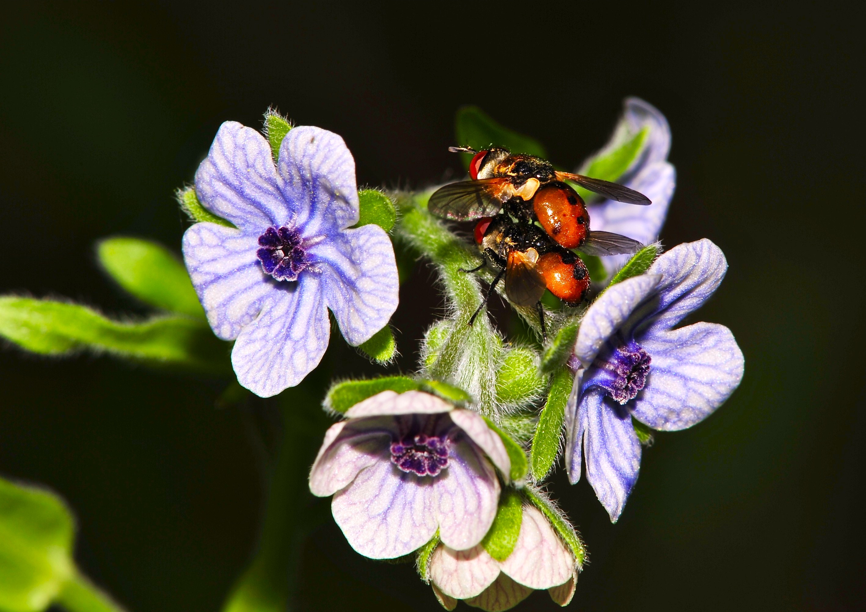 amore in natura di maubru55