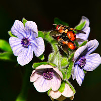 amore in natura di 