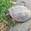 Common Snapping turtle