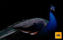 Peacock Wallpaper HD New Tab Theme small promo image