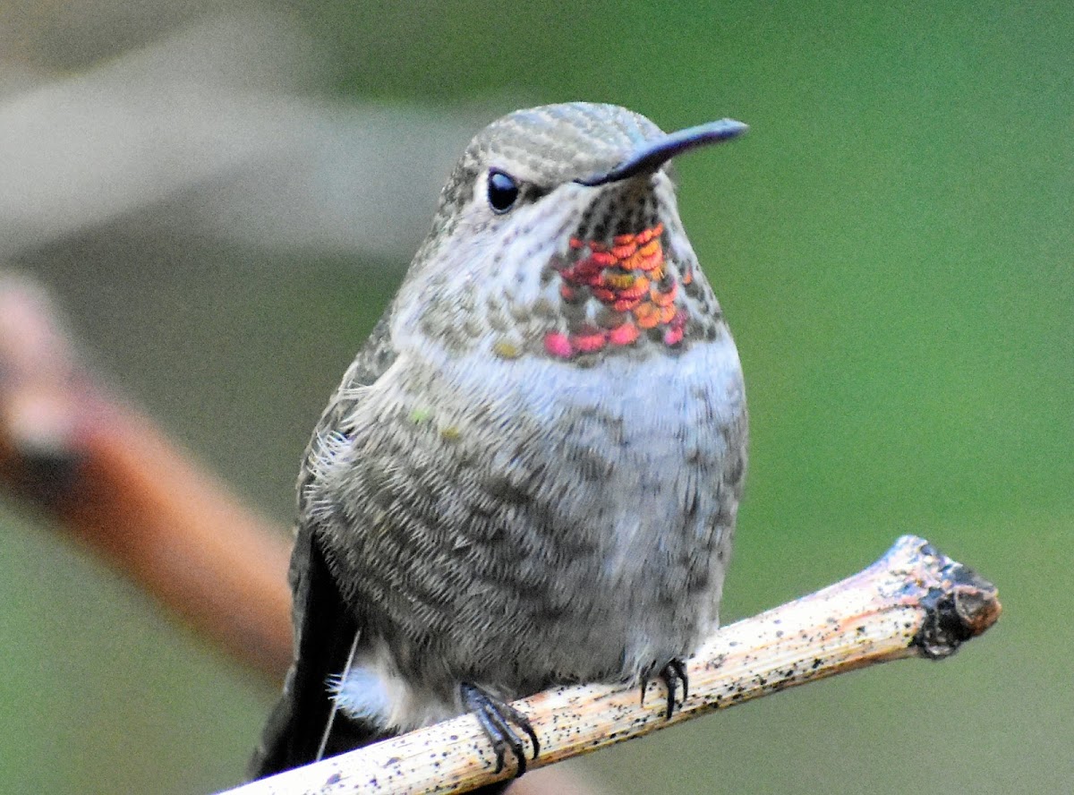 Anna's hummingbird (female)