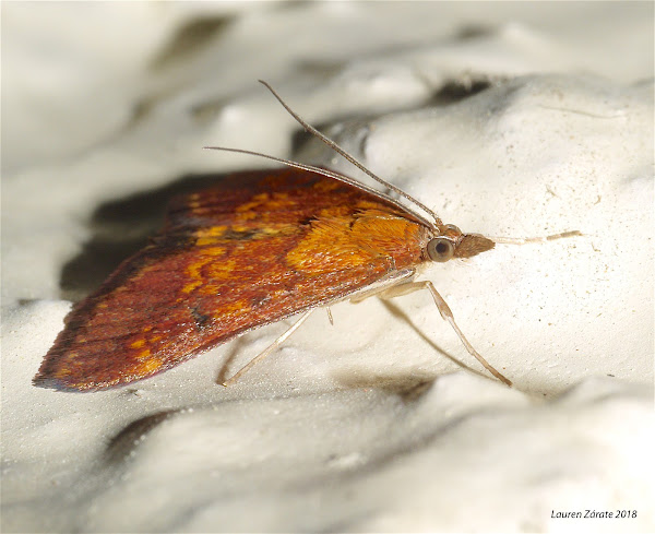Flaming Moth | Project Noah