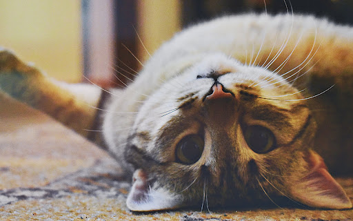 Curious Cat Sprawls Playfully on Cozy Carpet screenshot 2
