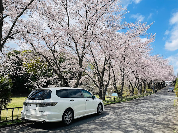 オデッセイの桜コラボ🌸・花見に関するカスタム事例の投稿画像1枚目