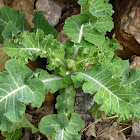 Sea kale