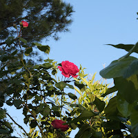 una rosa al sole di 