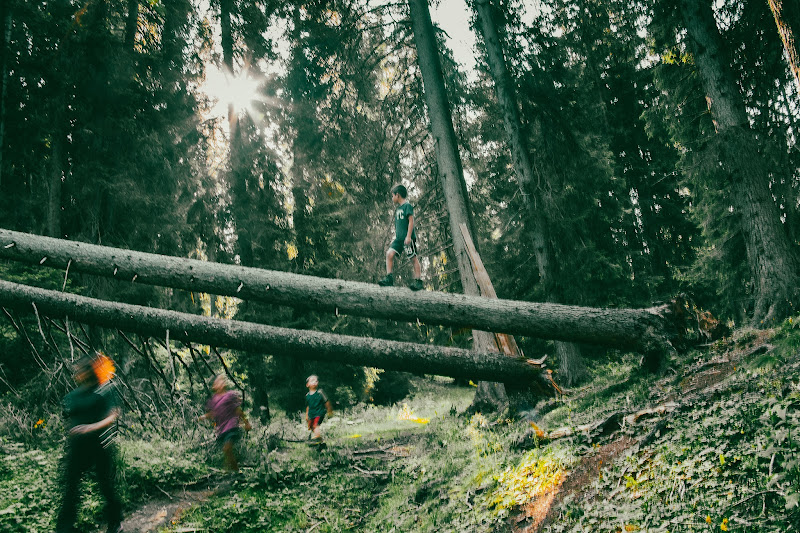 questa foresta ha occhi di michele219