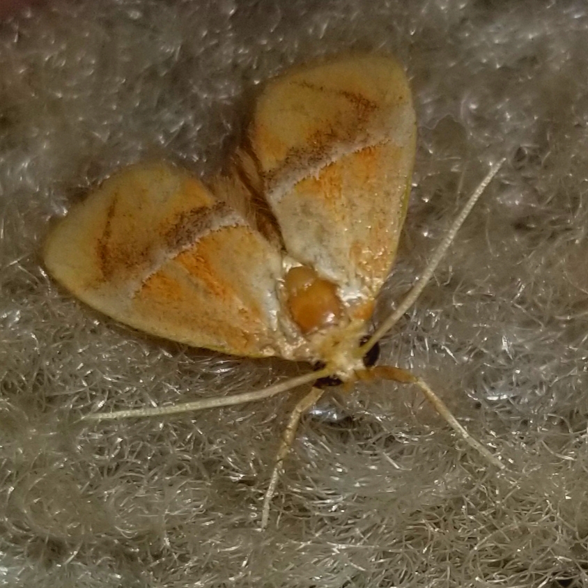 Yellow-shouldered slug moth