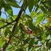 Scarlet-backed flowerpecker