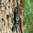 Red-naped Sapsucker