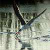 Black Skimmer