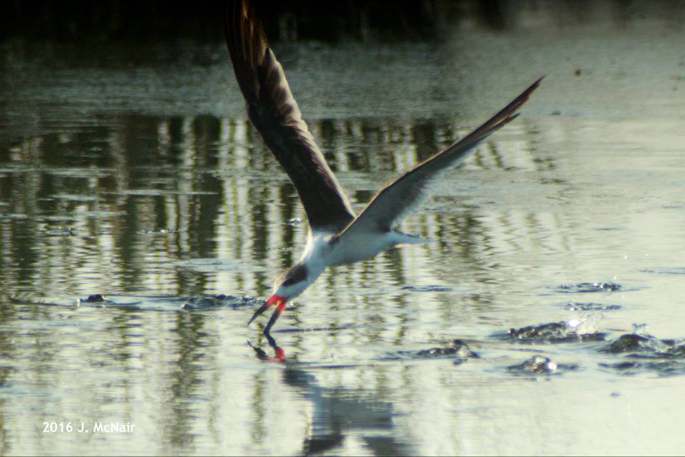 Black Skimmer