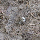 Carolina Wolf Spider